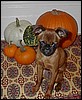 pumpkns.jpg